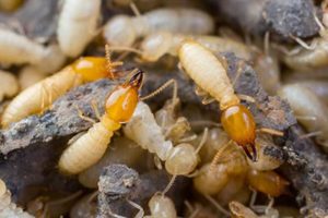 Drywood Termite Tent Fumigation Services in Miami FL